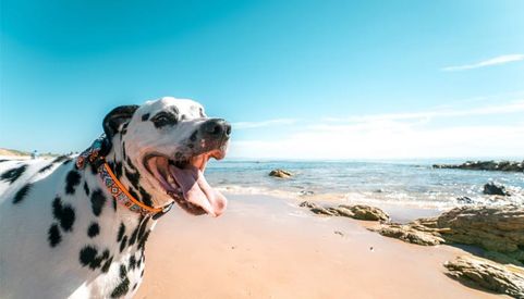 Dalmation at beach