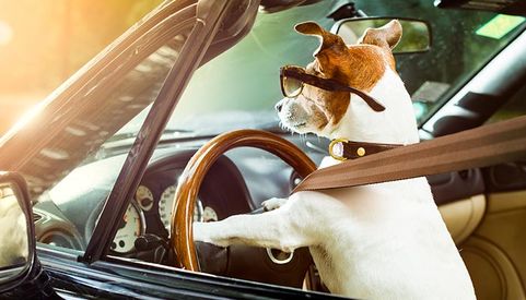 Dog Driving